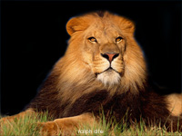 Compositing Leone Colosseo